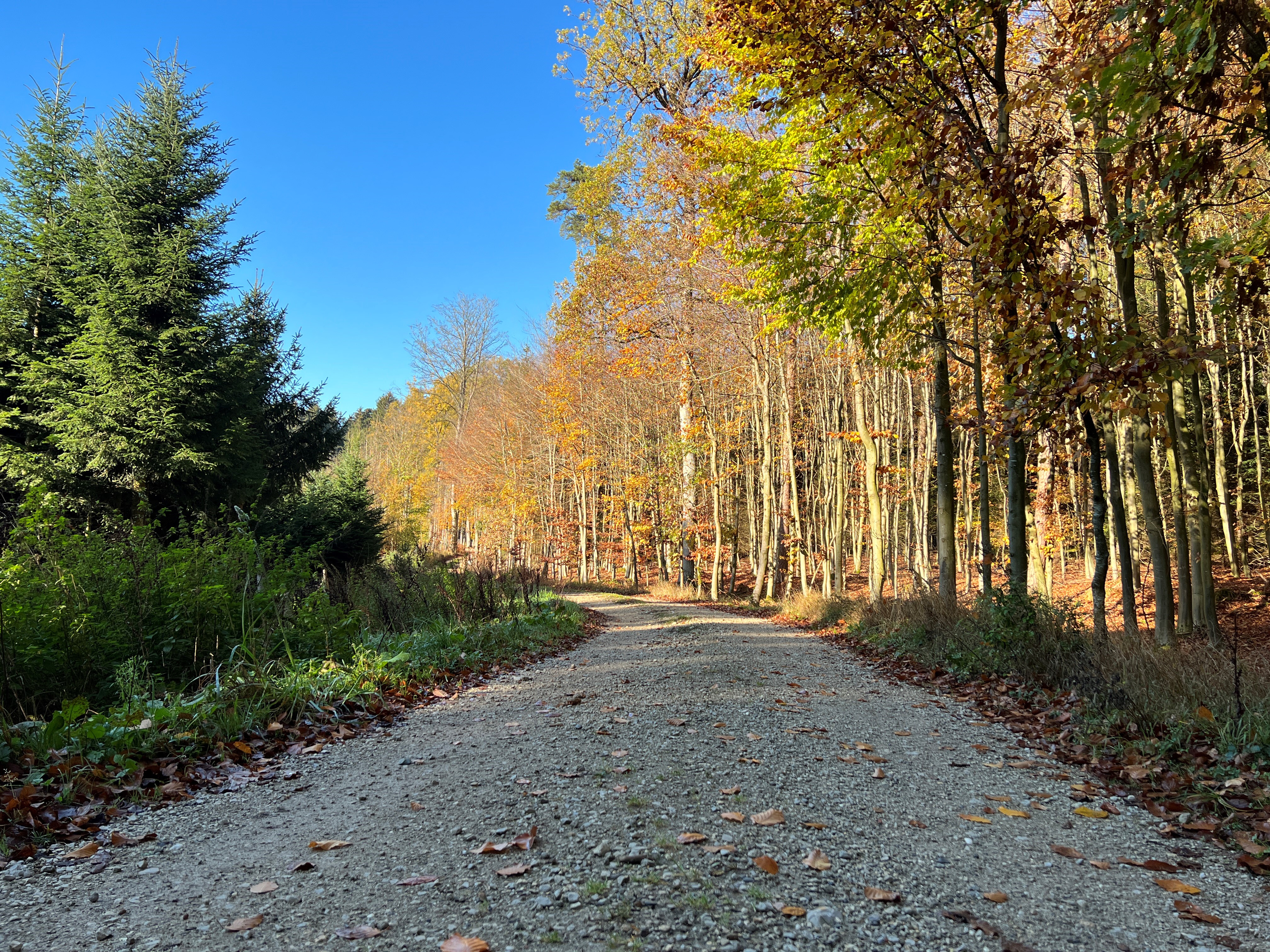 Weg im Herbst Leider haben wir keinen Alternativtext zu diesem Bild. Wir arbeiten daran und bitten um Ihr Verständnis.