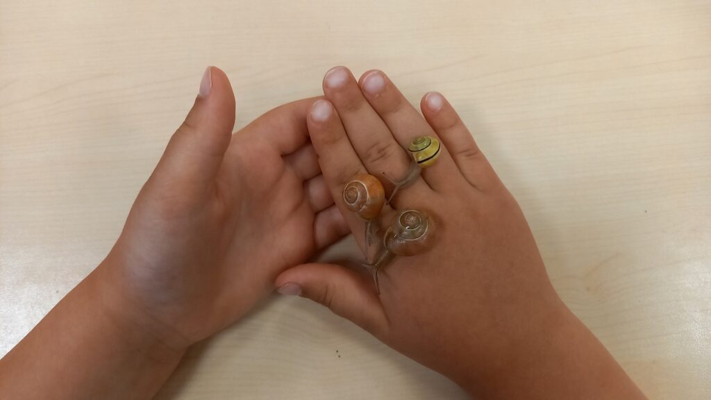 Zwei Schnecken in den Händen.