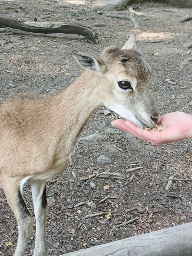 Falter, der Futter aus einer Hand nimmt.