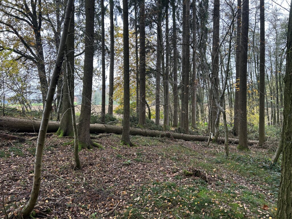 Baugrundstück im Wald, mit Baumstamm auf dem Boden.