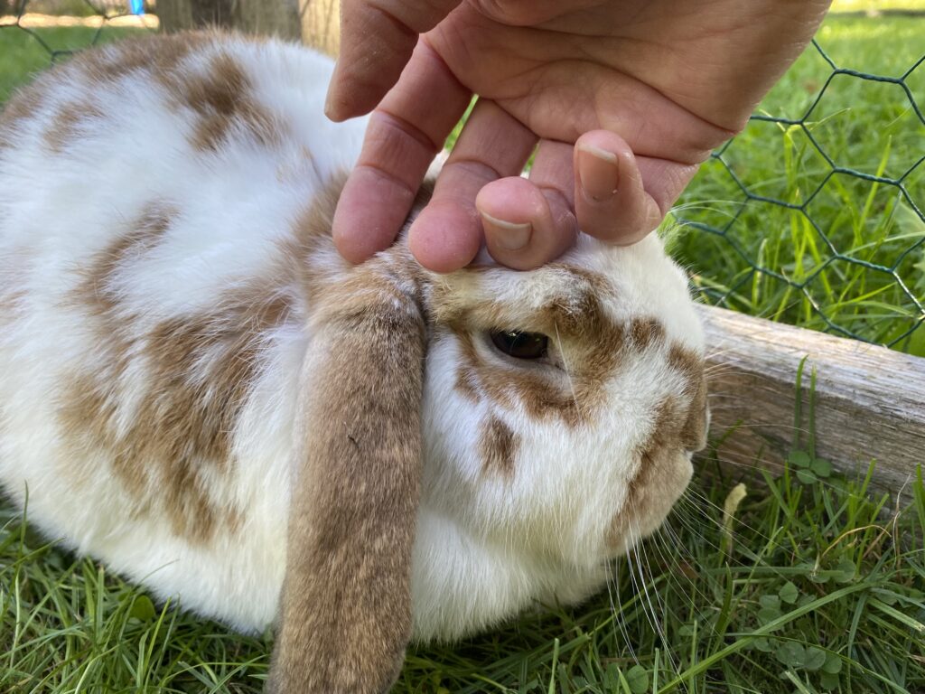 Hund, Kuh, Kaninchen, Maus: Wunderbar!
