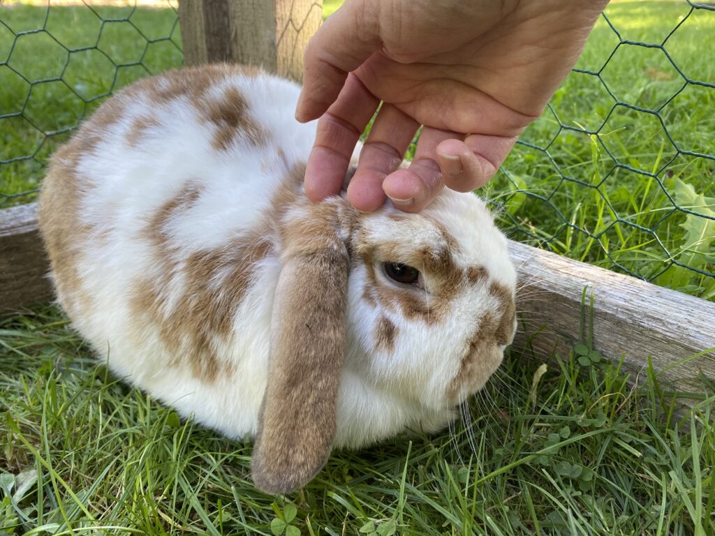 weißer Kaninchen mit braunen Flecken, sitzt auf grünem Gras, wird von einer Person gehalten