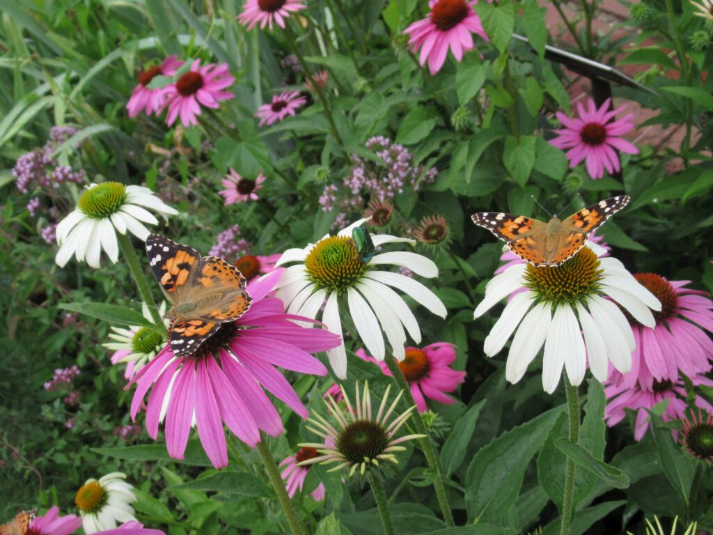 Blumen und Schmetterlinge in einem Garten.