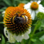 Bumerang am Kaktus mit weißen Blüten im Hintergrund.