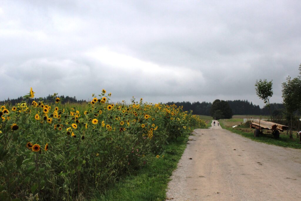 Weg zwischen Sonnenblumen und Holzkarren auf der Straße.