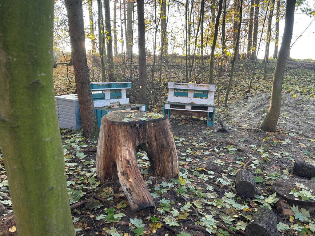 Holzstuhl und Bänke im Wald, mit Laub und Stamm.