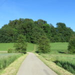 Weg zur Waldlichtung mit Weg und Grasfeld.