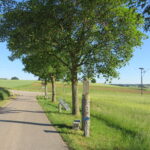 Lichter auf der ländlichen Straße, mit Baum und Feldern.