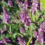 Lila Blumen im Garten, mit Blättern und Stängeln.