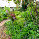 Garten mit Pflanzen und Pilzen auf einem Weg.
