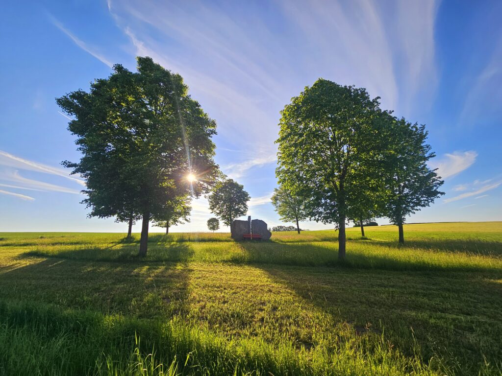 Wäldchen, Gras, Sonne, Baum, Blumen, Wiesen, Bogen.