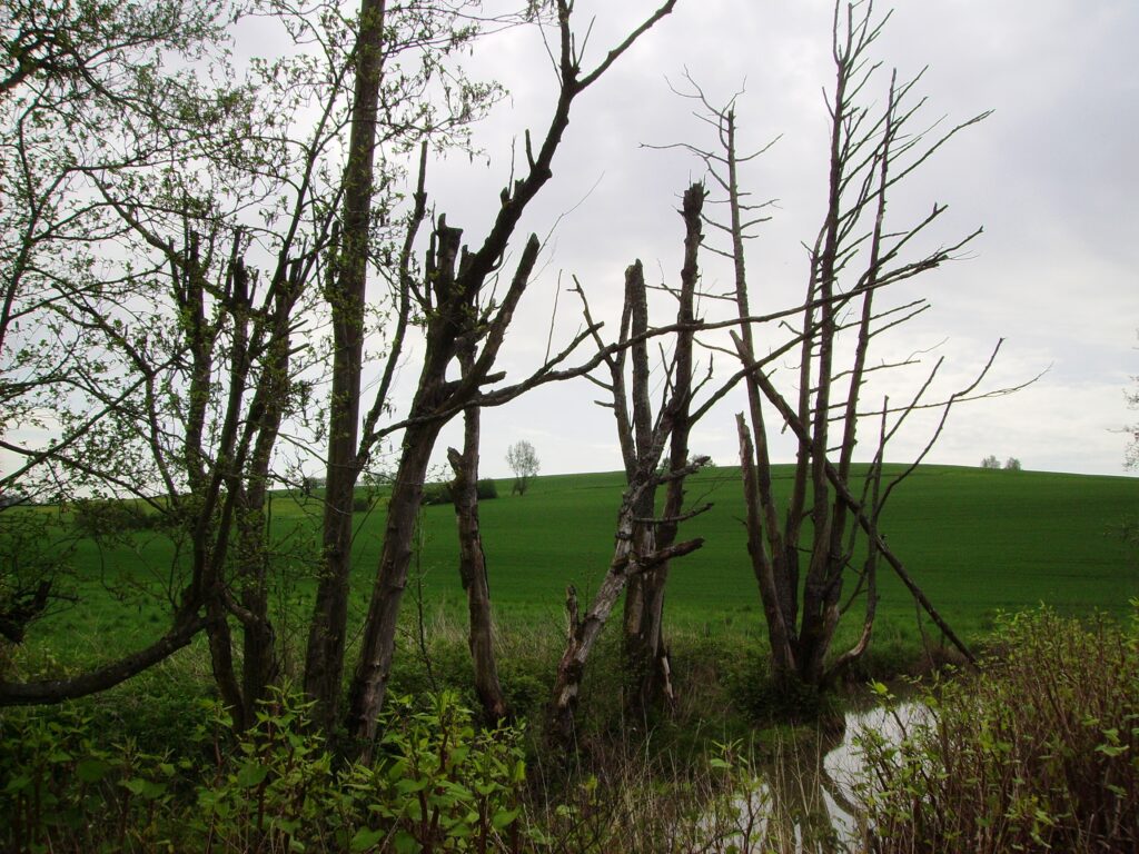Befindet sich in der Region Altomünster, auf einer grünen Wiese.