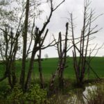 Befindet sich in der Region Altomünster, auf einer grünen Wiese.