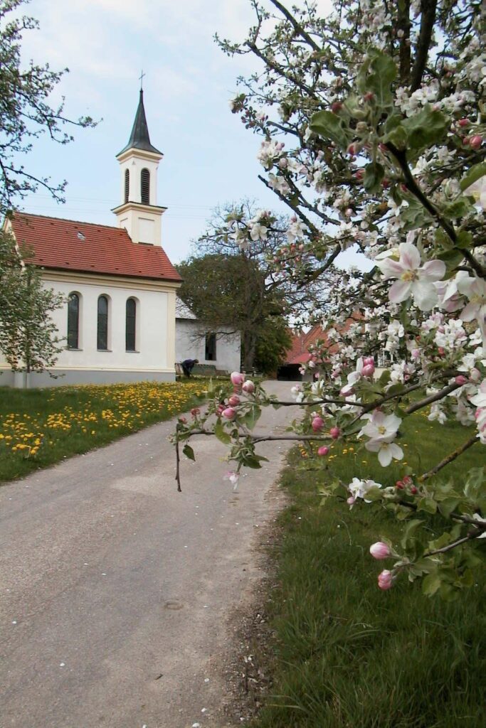 Weg durch die ländliche Gegend, Bäume in Blüte, Kirche mit Turm, Felder und Wiesen.