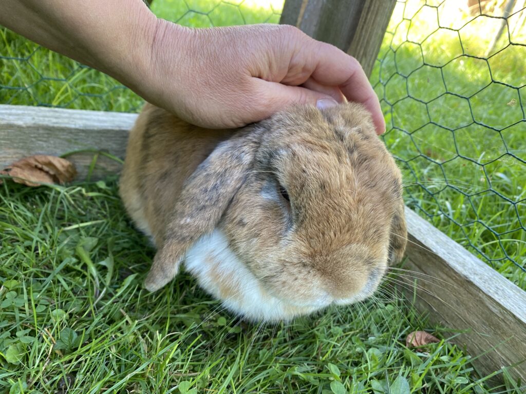 Hundertgänger, Fohlen, Hauptsache: Ratten, Ratten und Ratten!