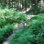 Steigweg durch dichtes Waldgebiet mit Holzbrücke und Pfad.