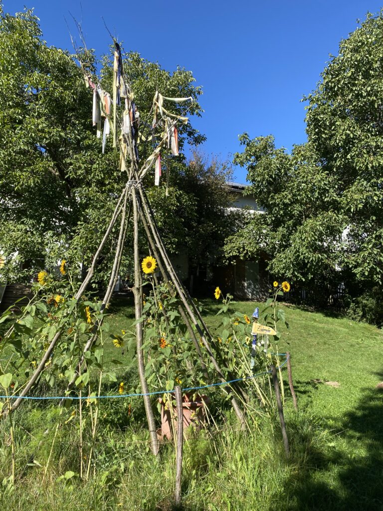 Garten mit Sonnenblumen und Traubenbüschen im Marktplatz.