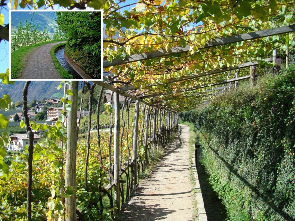 Gewächshänge und Weg im Weinberg.