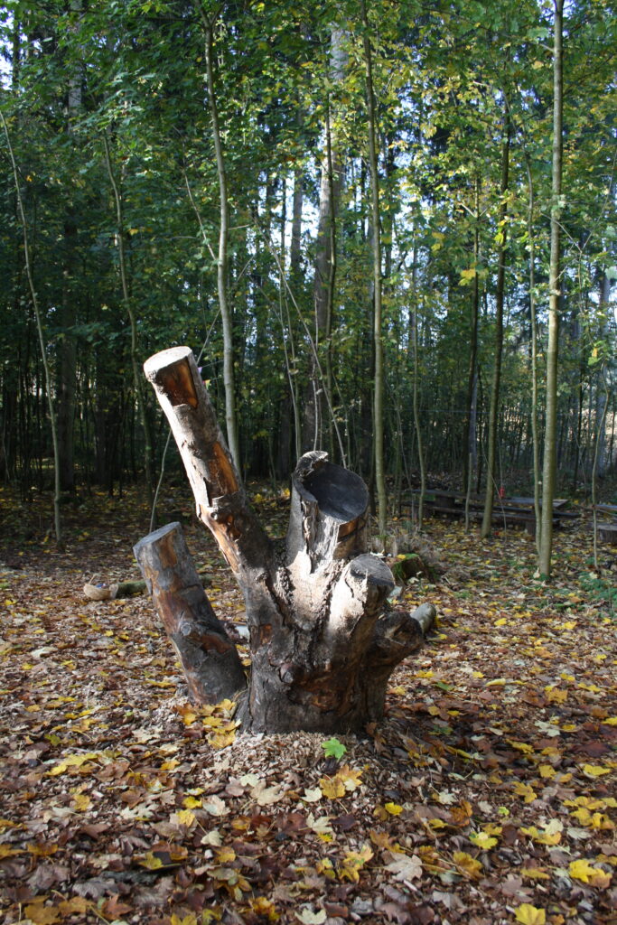 Baumstumpf in einer lichtdurchlassenden Waldlandschaft mit herbstlichen Blättern.