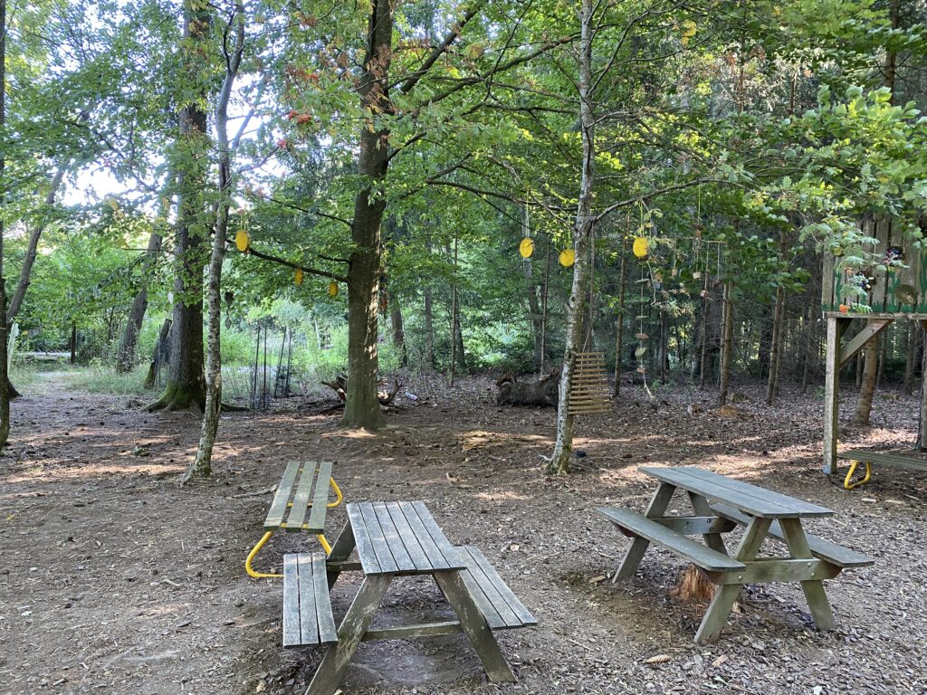 Bild im Wald mit Tischen und Baumkronen.