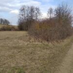 Wald mit Gras und Weg im Marktplatz Altomünster.