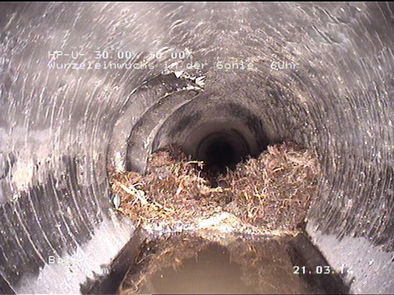Wurzeleinwuchs