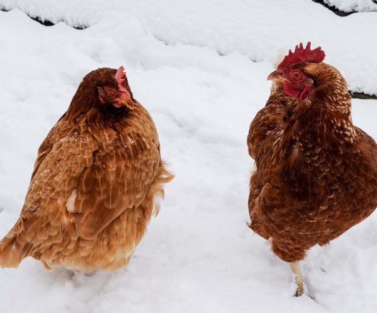 Hühner im Schnee