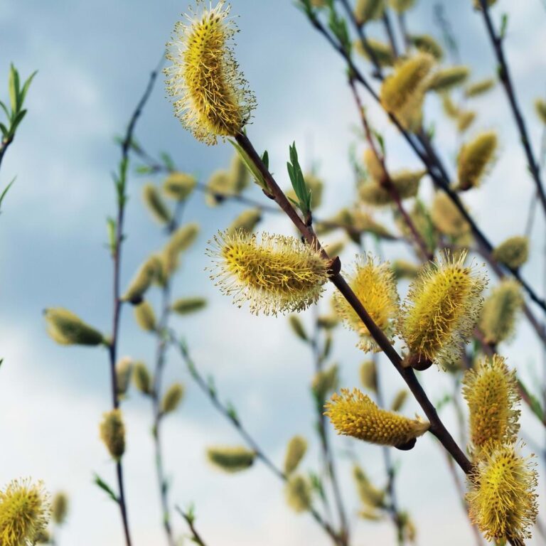 Zweige mit Palmkätzchen
