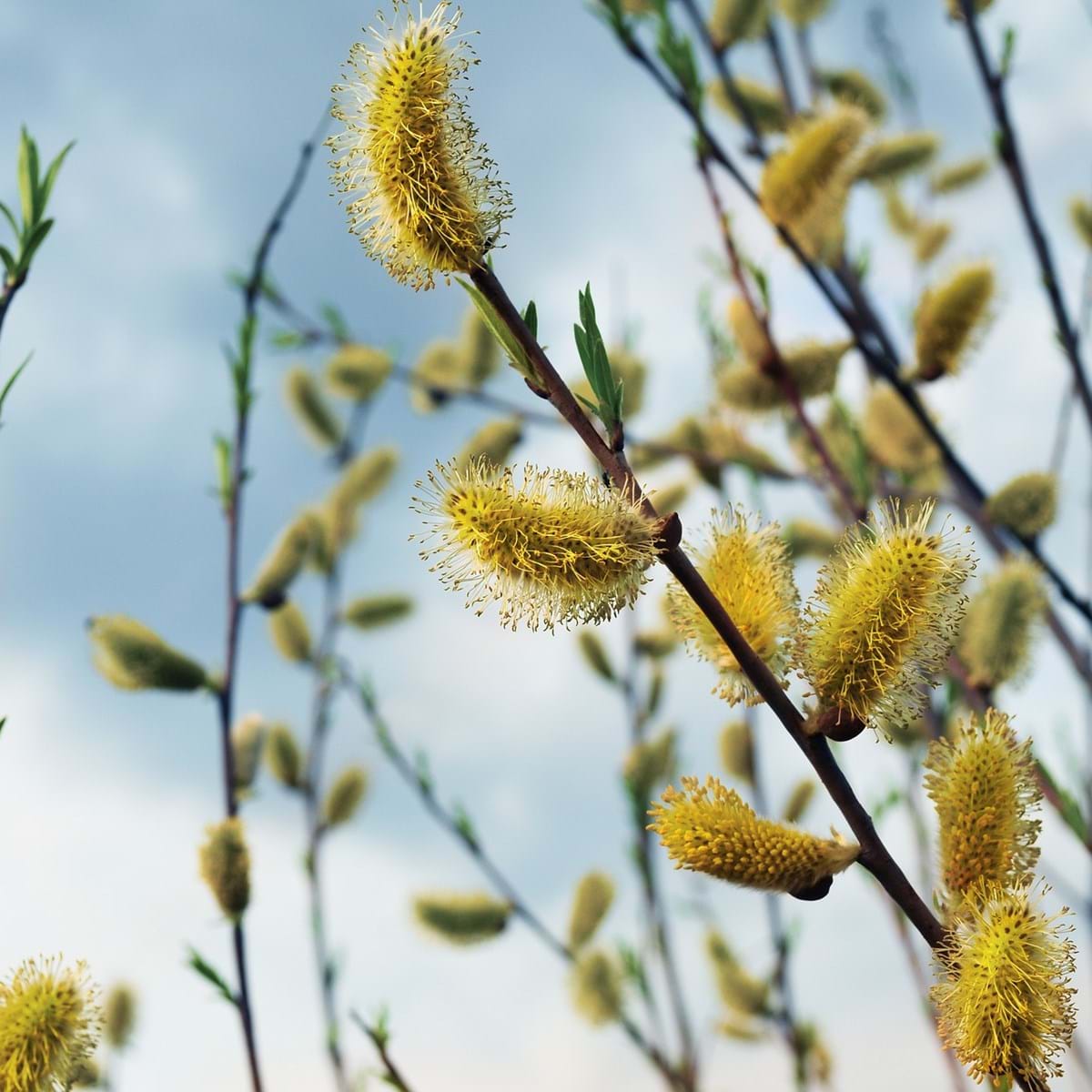 Zweige mit Palmkätzchen