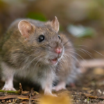 Eine Ratte in der Natur
