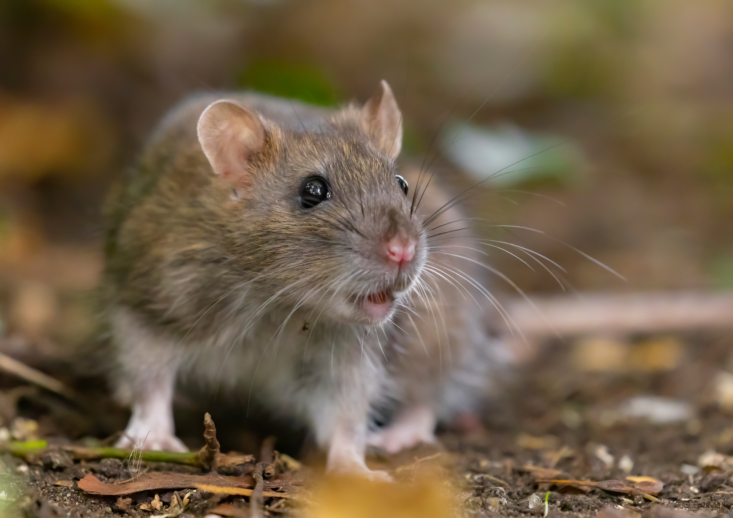 Eine Ratte in der Natur